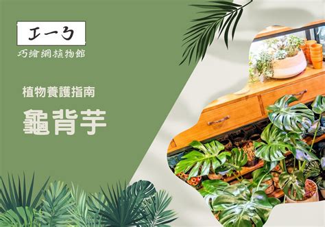 辦公室小植物|增添工作靈感！精心挑選你的完美辦公室植物指南 